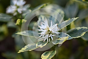 Japanese Pachysandra terminalis Variegata flowering photo